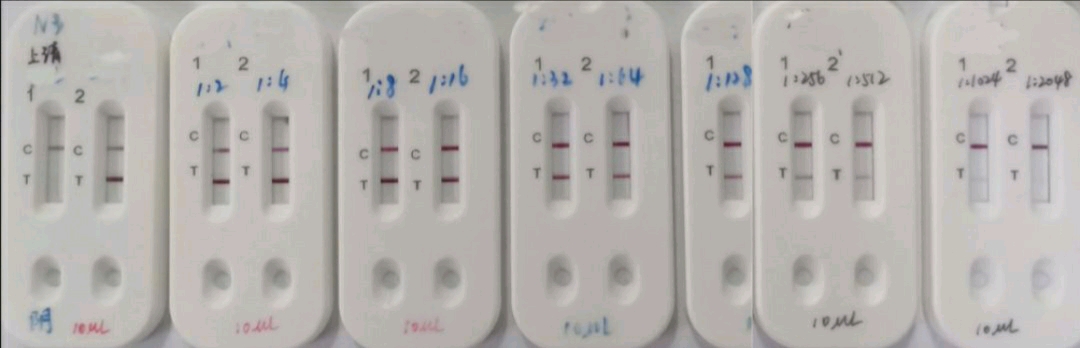 从左至右为一位新型冠状病毒感染者的血样稀释至1:512倍后仍可被本