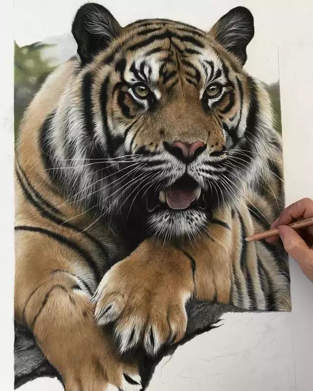 彩铅绘画超写实,手把手教,教你如何画好一只老虎
