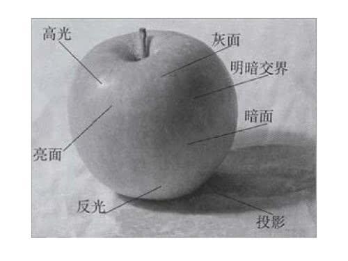 素描入门基础知识,自学素描基本教程,如何提高素描写生的准确性