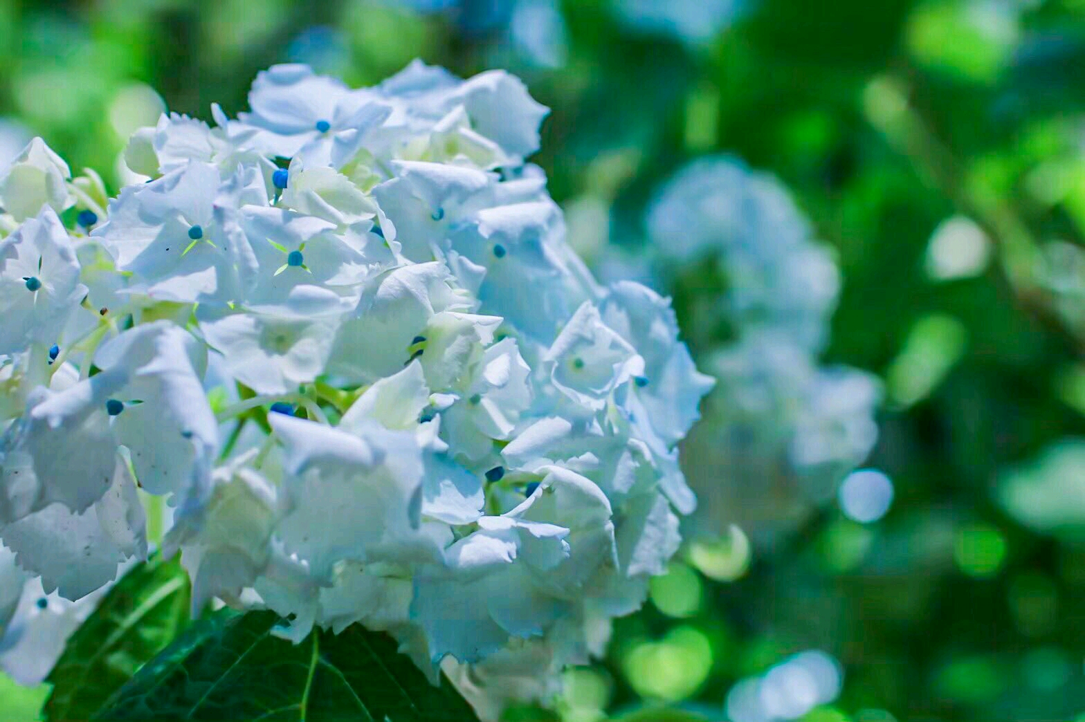 摄影⑴紫阳花の季节