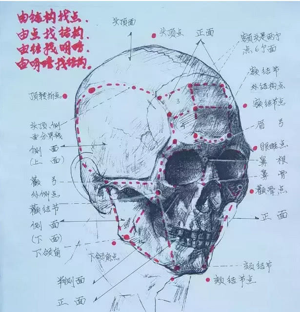 美术生考试素描结构和人体动态超详细分析图