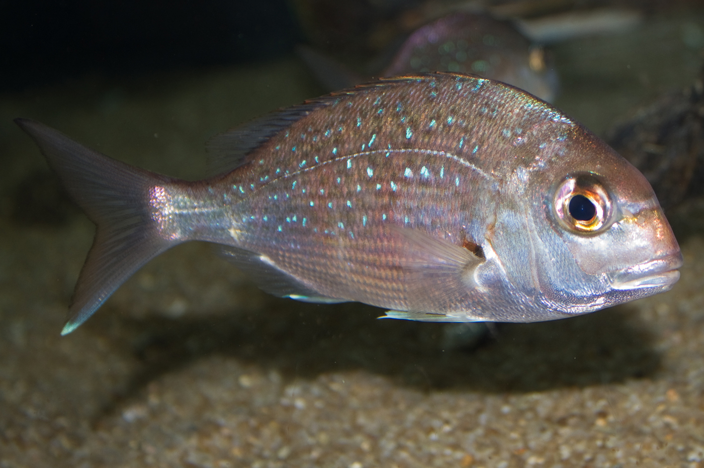 澳洲棘鲷/acanthopagrus australis