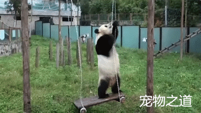 大熊猫在玩荡秋千,一回头看到许多人在看它,立刻即兴表演起来
