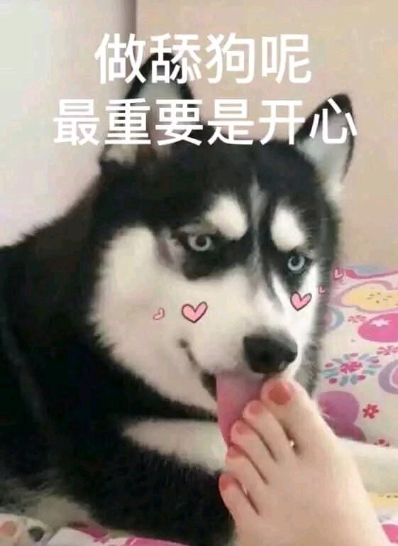 舔学科普舔狗是什么