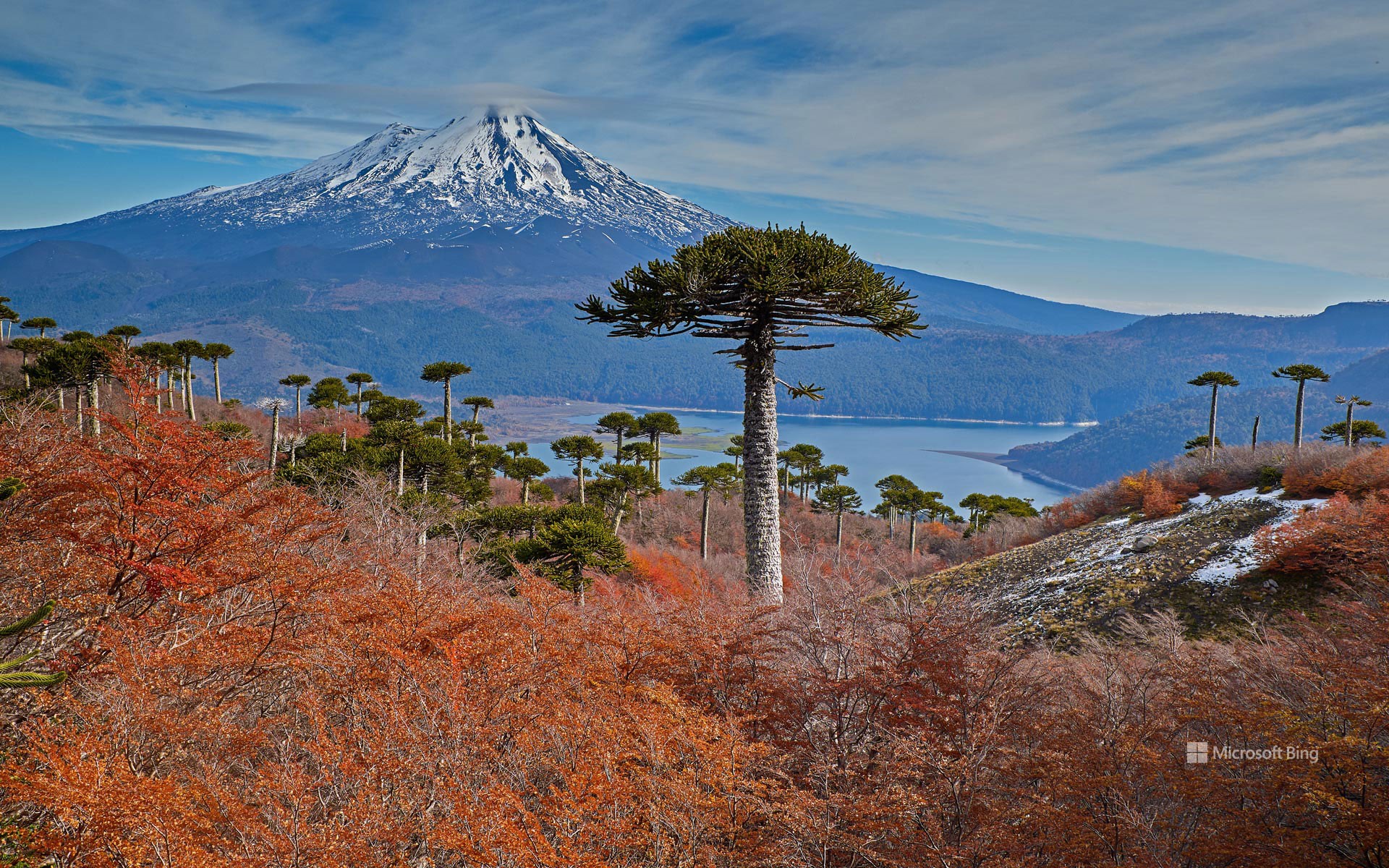 亚伊马火山与前景中的智利南洋杉,智利孔吉利奥国家公园