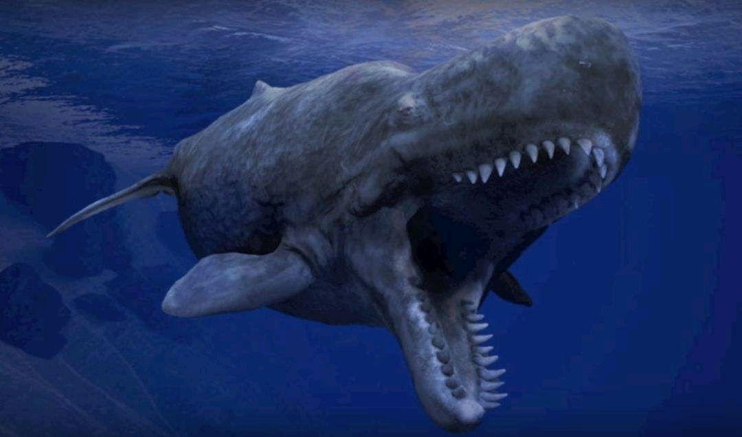 深度解析巨齿鲨vs梅尔维尔鲸到底谁更厉害