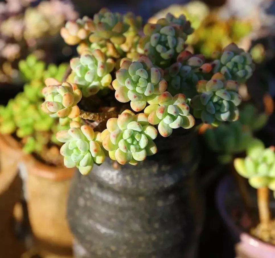 多肉植物怎么养最好 5ead9face4cb40e85d6de97930bdd9469d79a3ea.jpg