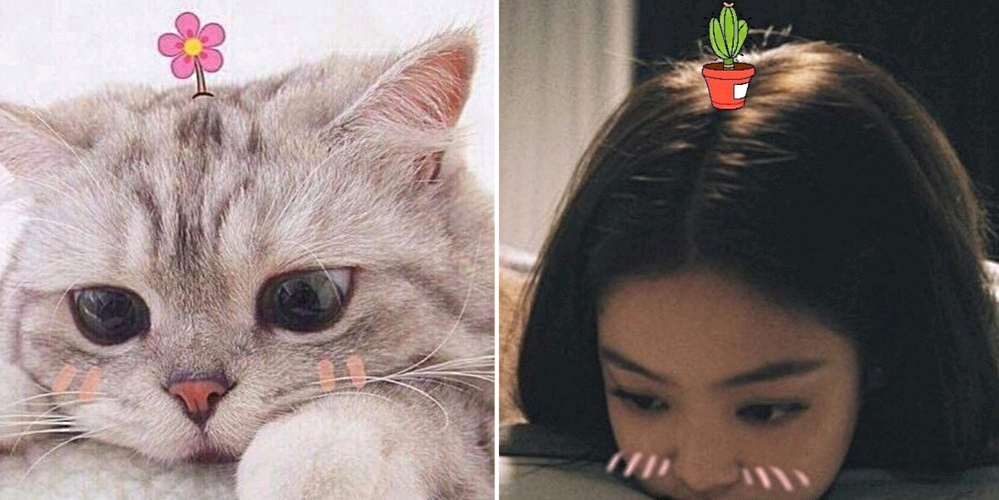 明星撞脸萌宠jennie与小猫咪网友莫名觉得画面感好足