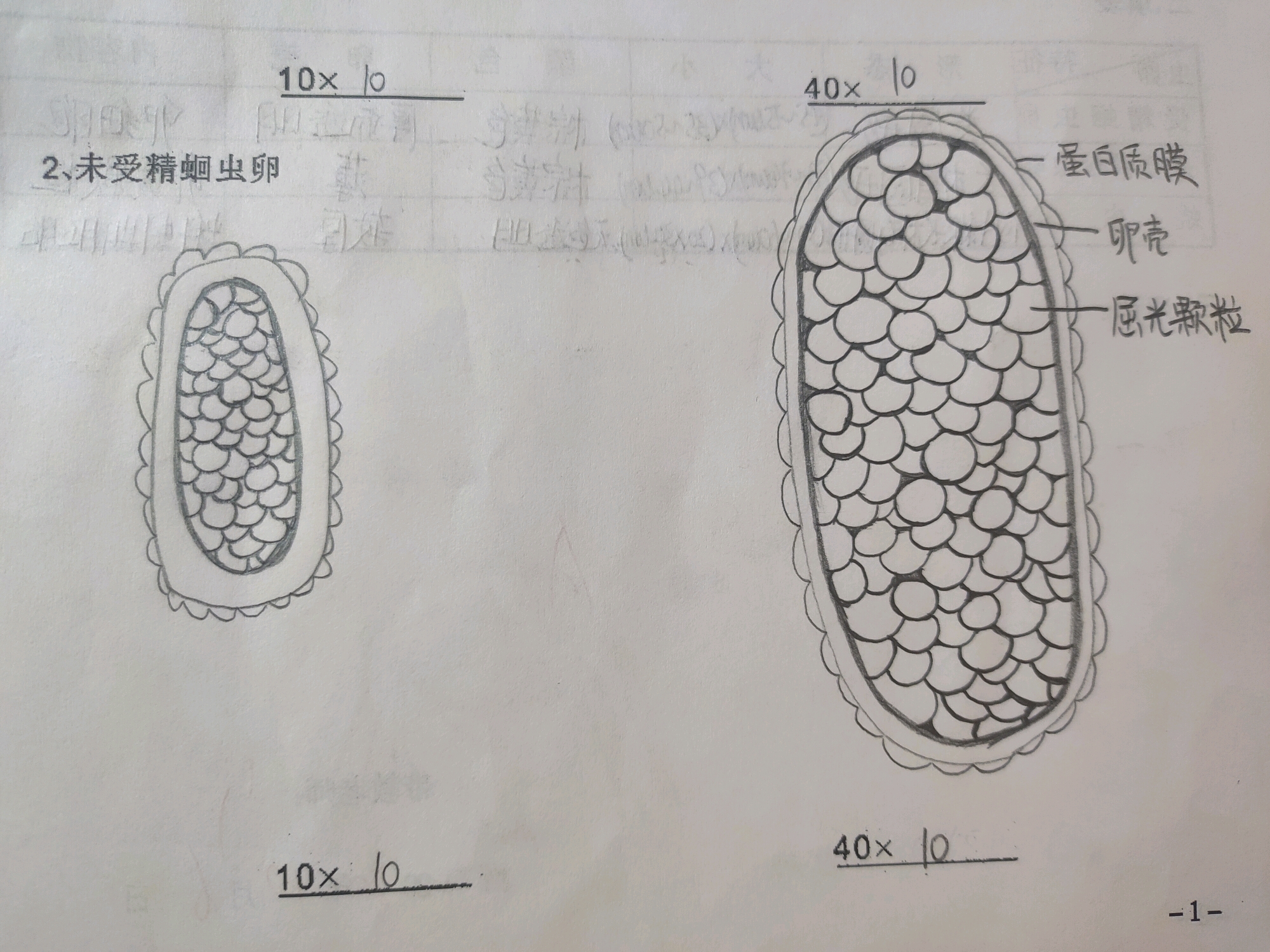 寄生虫手绘图