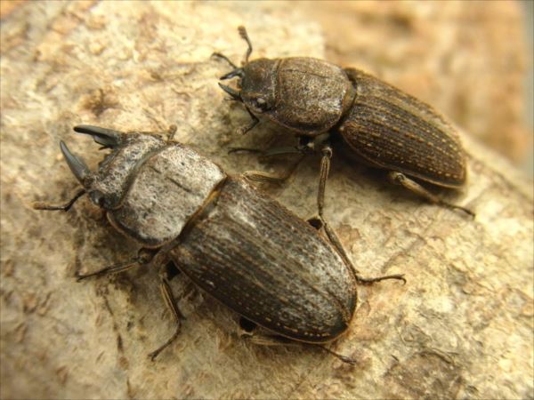 在中式分类中被独立出来提升为半刀锹甲属 hemisodorcus