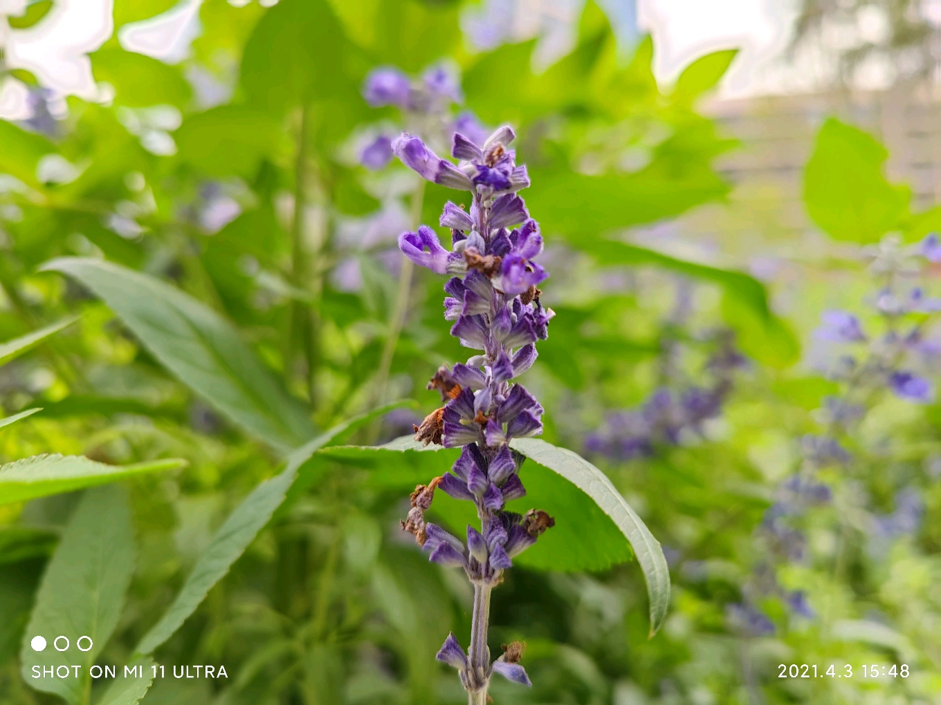 灏忕背11 ultra鍙戠儹鏀瑰杽浜嗗悧 5ef2c20d301a34dac7a6a07d5900fc59564e4e91.jpg