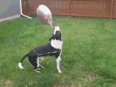 除了大金毛喜欢五彩的气球之外,这只小花狗在有了自己狗生之中第一个