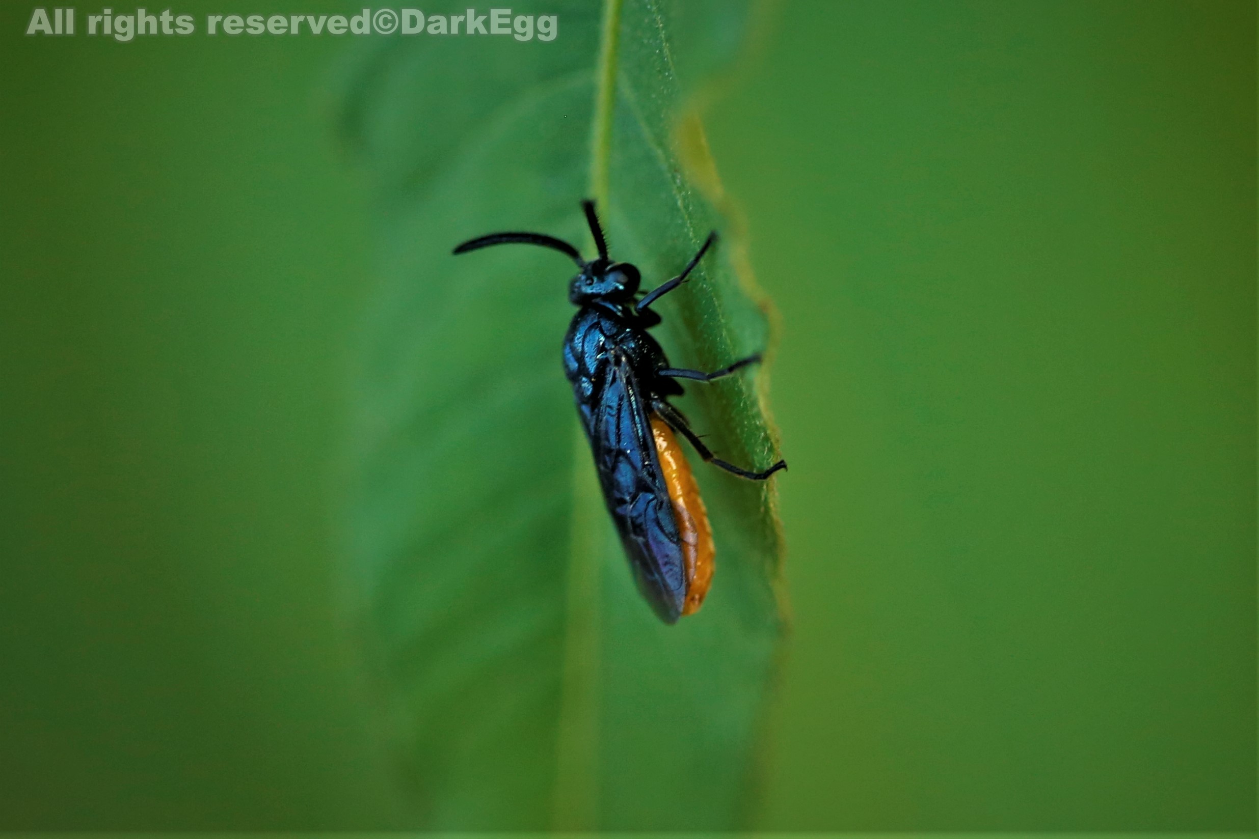 列斑黄腹三节叶蜂 arge xanthogaster