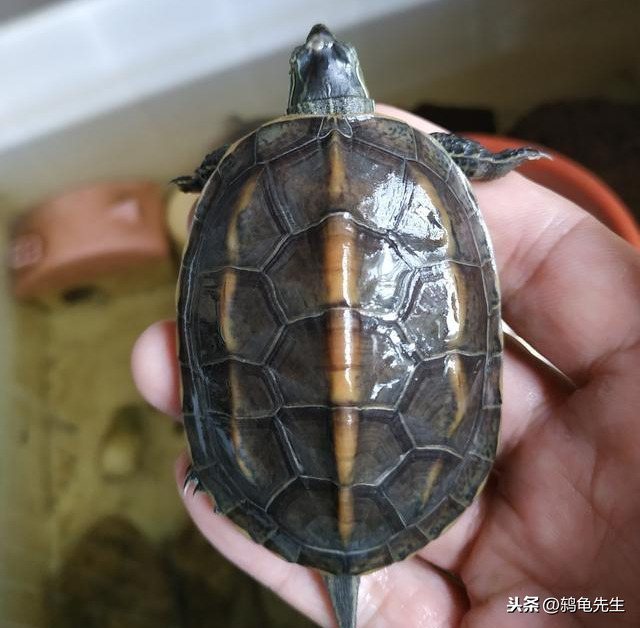 如何判断乌龟健不健康 5f7ee985663d649d8784bb91168f04f6dd7948fc.jpg