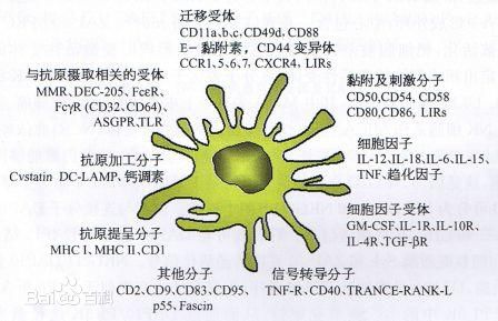 工作细胞中你可能不知道的小知识二被动画误解的t细胞下