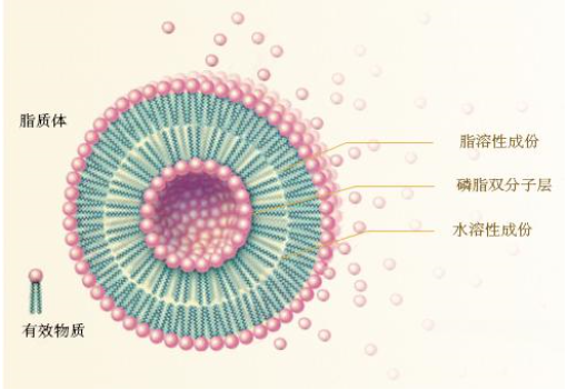 脂类分子构成的微囊泡