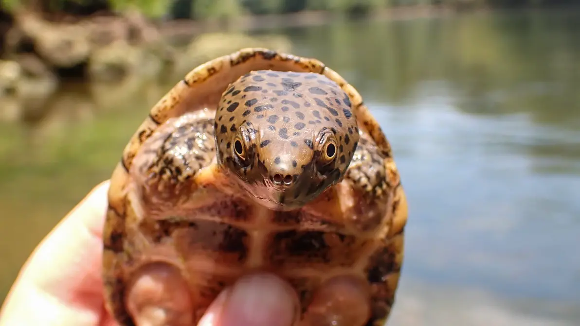 巨头麝香龟简介