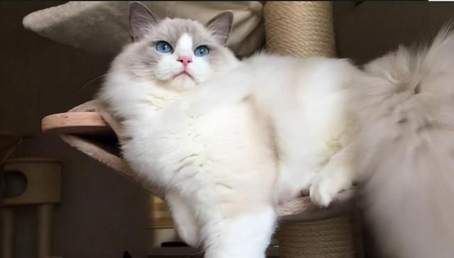 七七是折耳猫吗 5f9689f442158eff53fc579280ae586f27a5c308.jpg