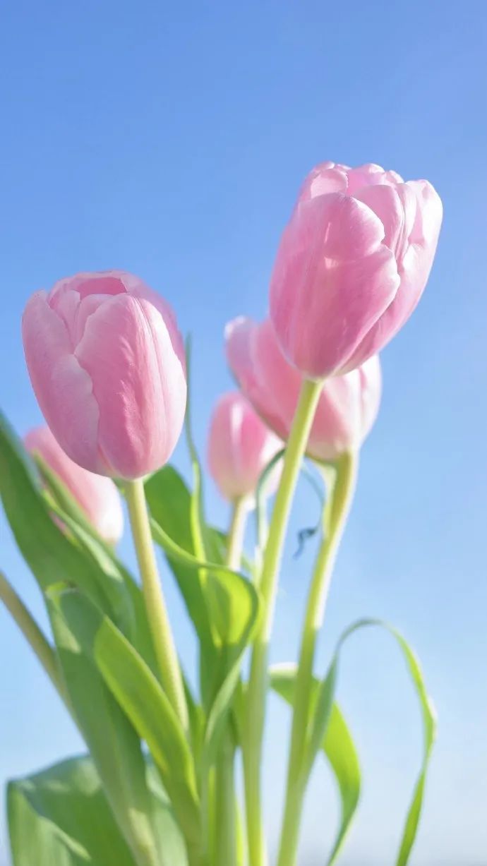 壁纸精选| 唯美花束高清壁纸
