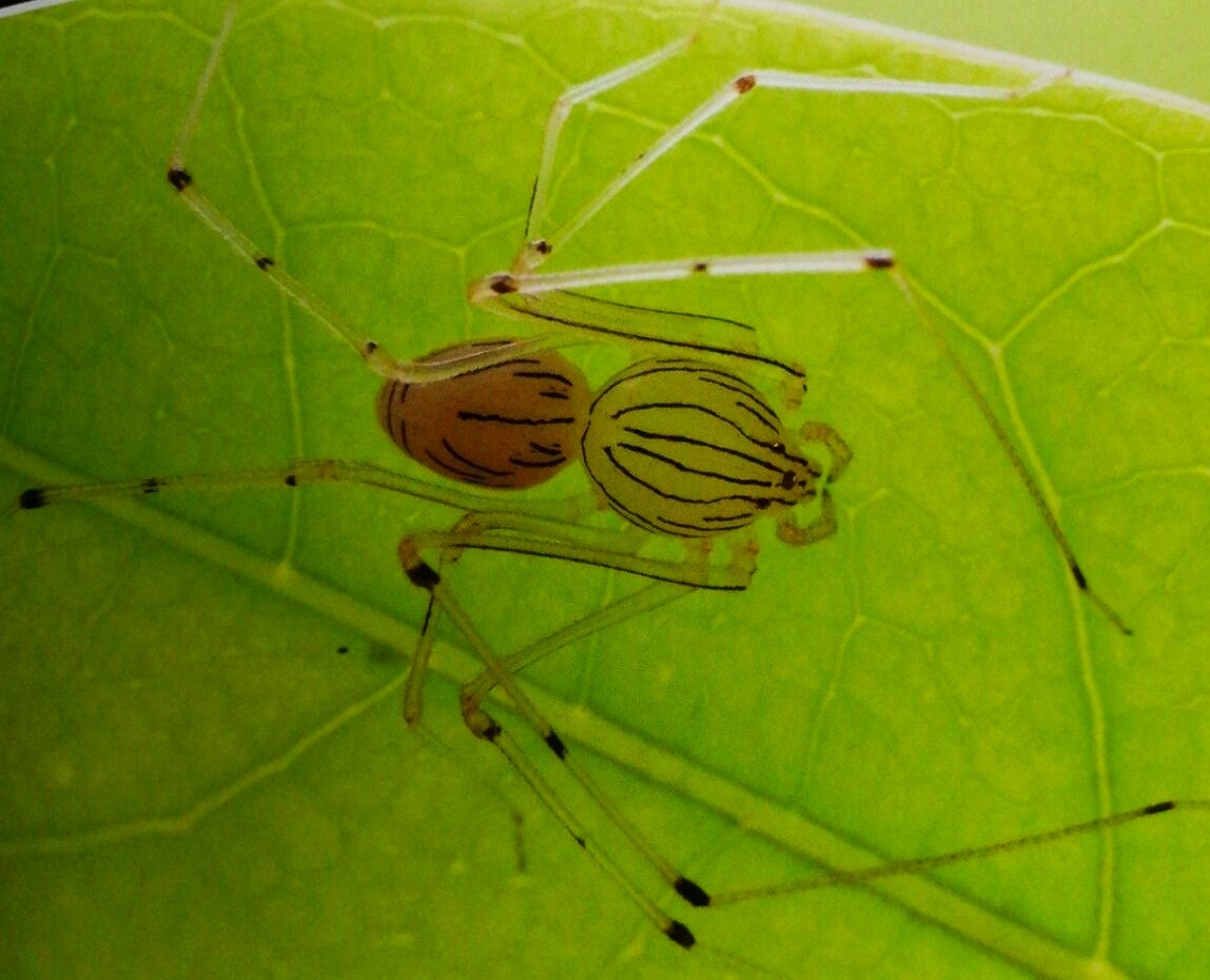 喷口水的蜘蛛花皮蛛scytodidae