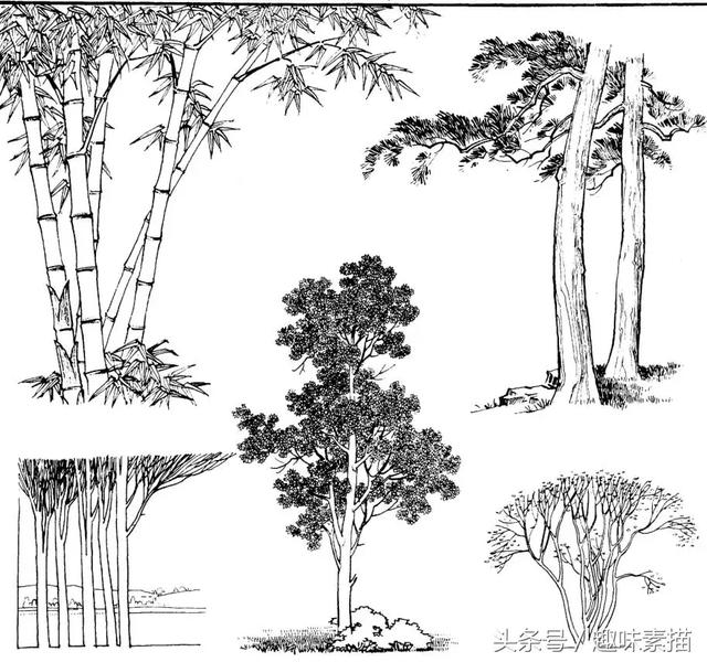 练完这些植物手绘,麻麻再也不用担心我画不好风景速写啦!