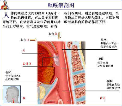 史上最全的人体(组织器官)全图