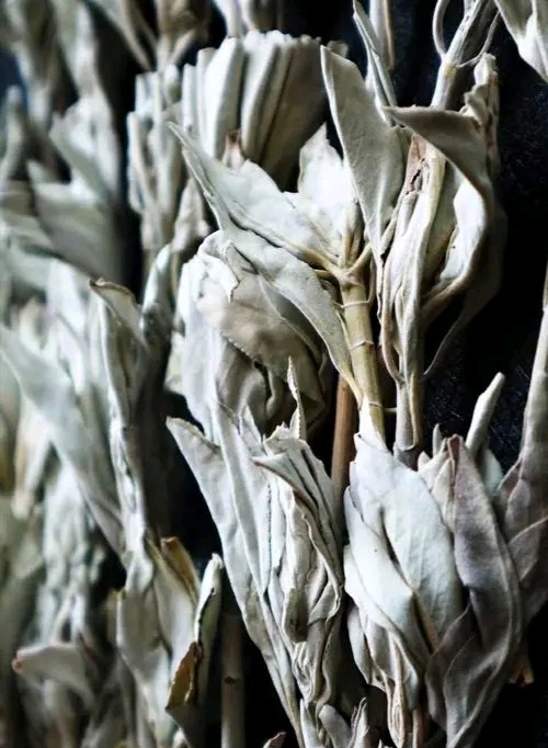 如何正确的使用鼠尾草 6038ce4107709a6fdf72e5521b35ff8d665dc545.jpg