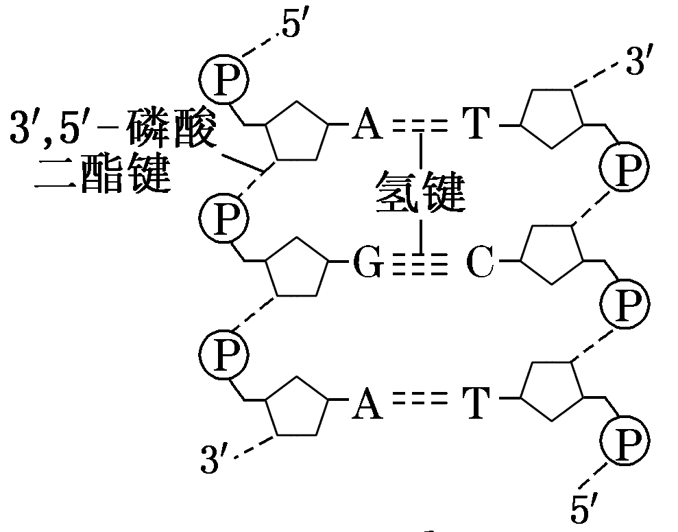 ①磷酸:每个dna片段中,游离的磷酸基团有2个. ②碱基:共有4种,分别