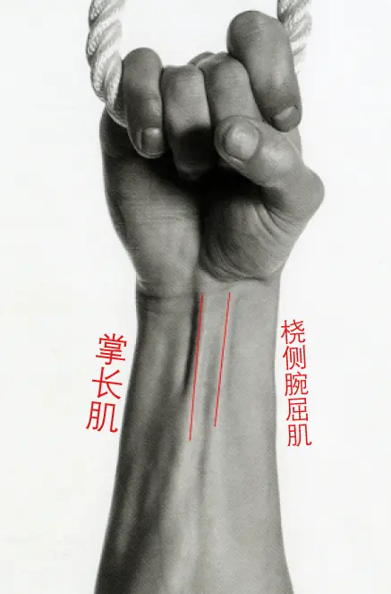 拇长伸肌、拇短伸肌、拇长展肌指伸肌（与示指伸肌、小指伸肌重叠）尺侧