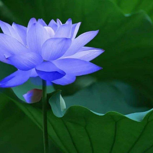 愿每个人心中都能盛开着永不凋零的蓝莲花