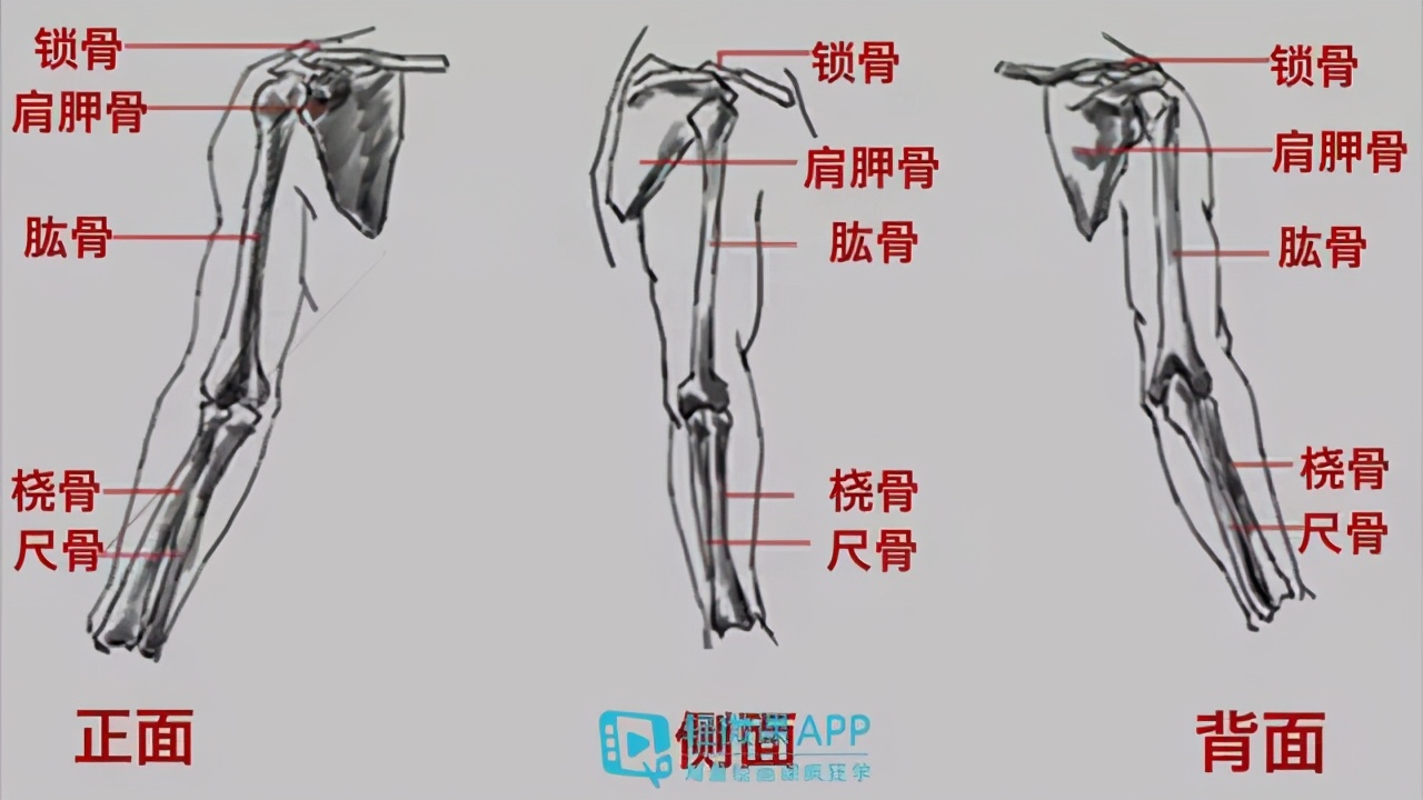 手臂的绘制方式