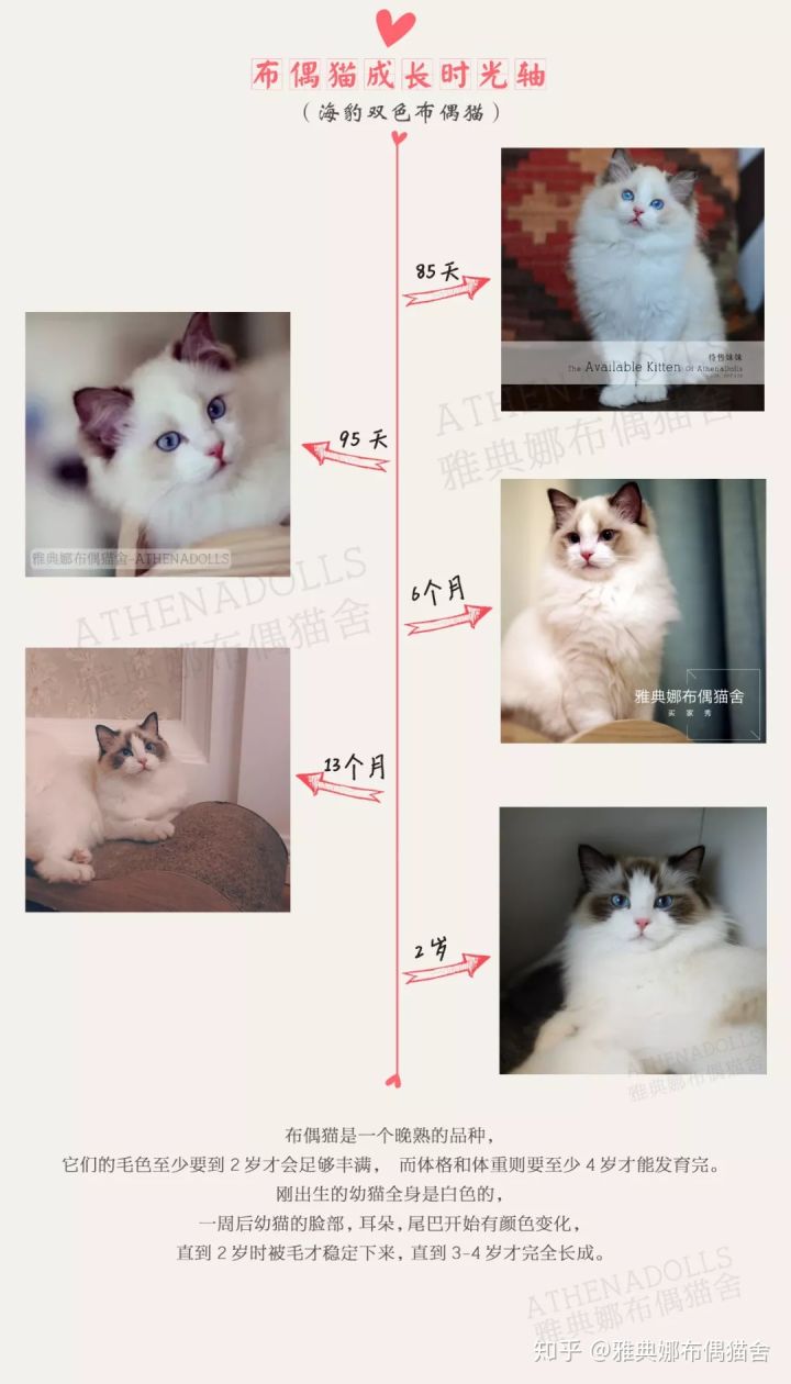 一组图带你了解布偶猫的成长过程