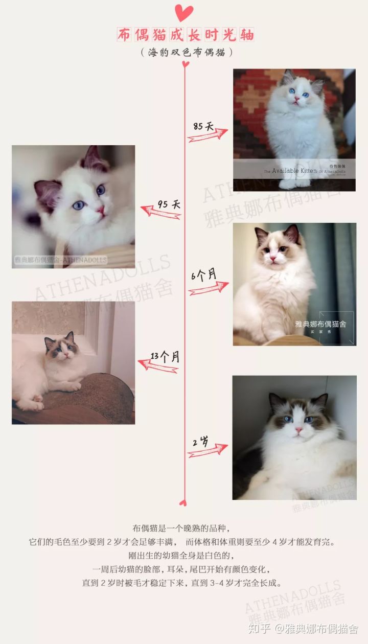 生活 日常 一组图带你了解布偶猫的成长过程 而体格和体重则要至少4岁