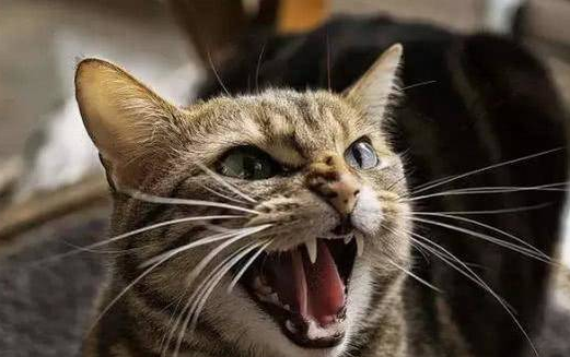猫去新家应激反应 609751a74f7cbf043c128353e4127a361b2cb7d5.png