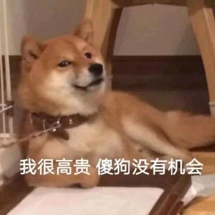 狗勾表情包:我很高贵 傻狗没有机会