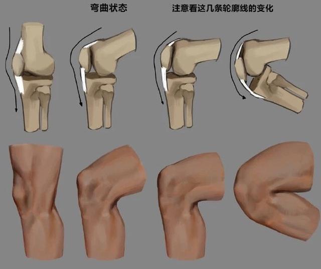 人物膝盖怎么画?人体膝盖骨骼结构的详细绘画方法 - 哔哩哔哩