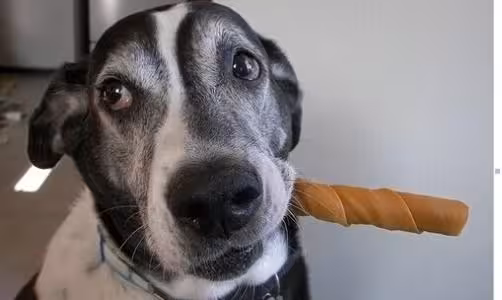 狗狗牙疼,是健康的红灯警告,别随便忽略过去了