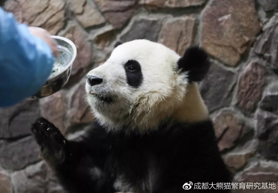 特别插播:"来妹儿"恢复良好(大熊猫福来)(ipanda熊猫频道)