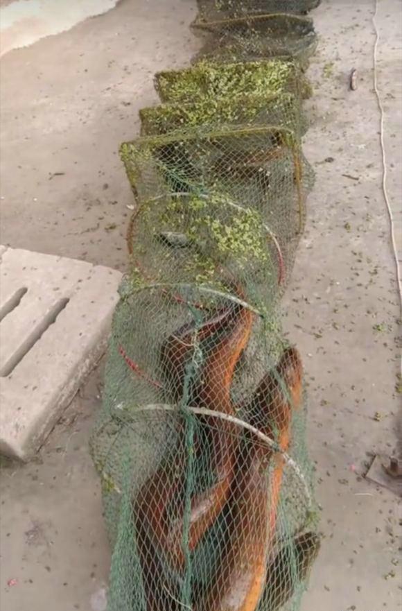 广西老乡捕获"胳膊粗鳝鱼",称捕了几十年鱼没见过,鳝鱼精?