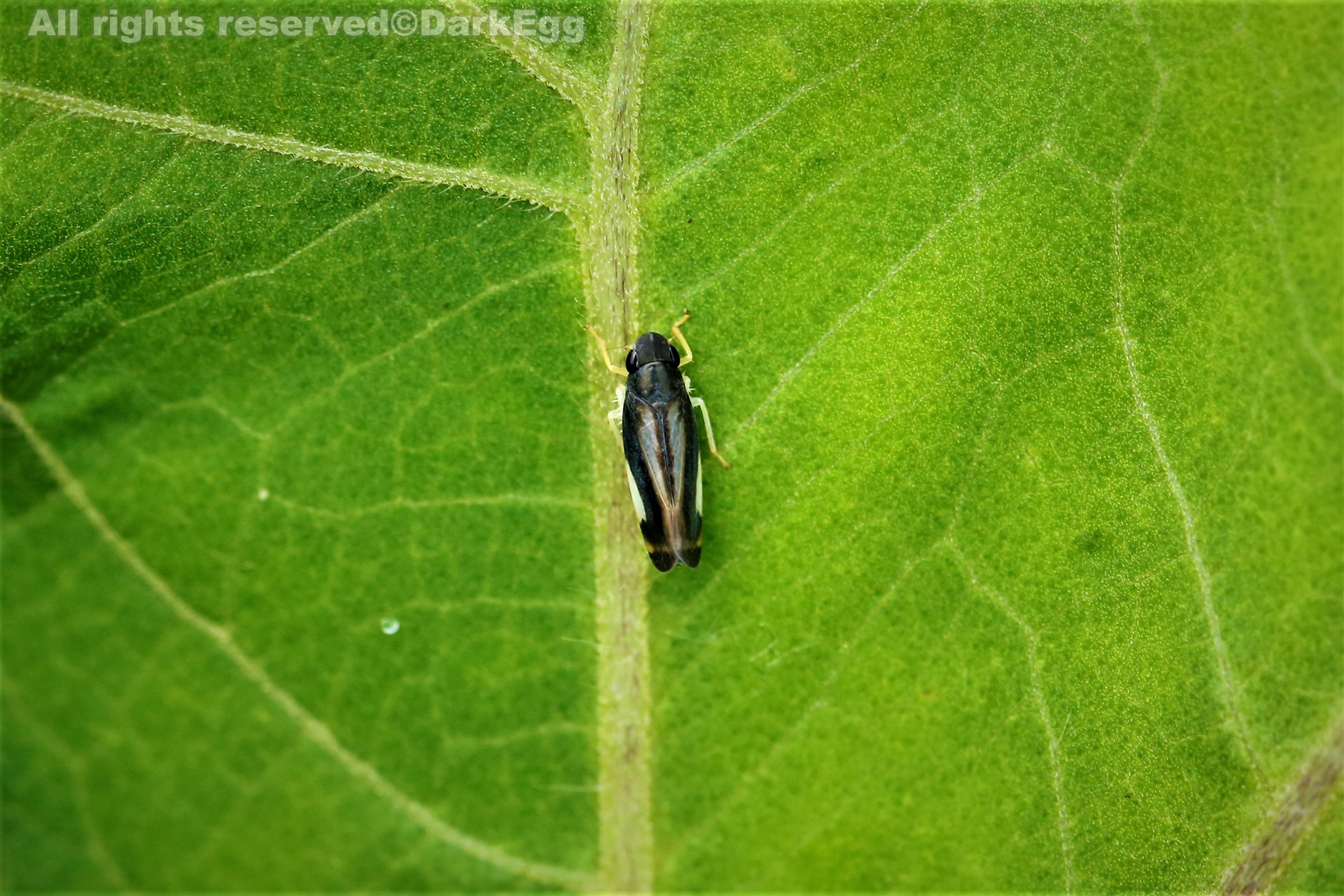 黑额凸冠叶蝉 convexana nigrifonta