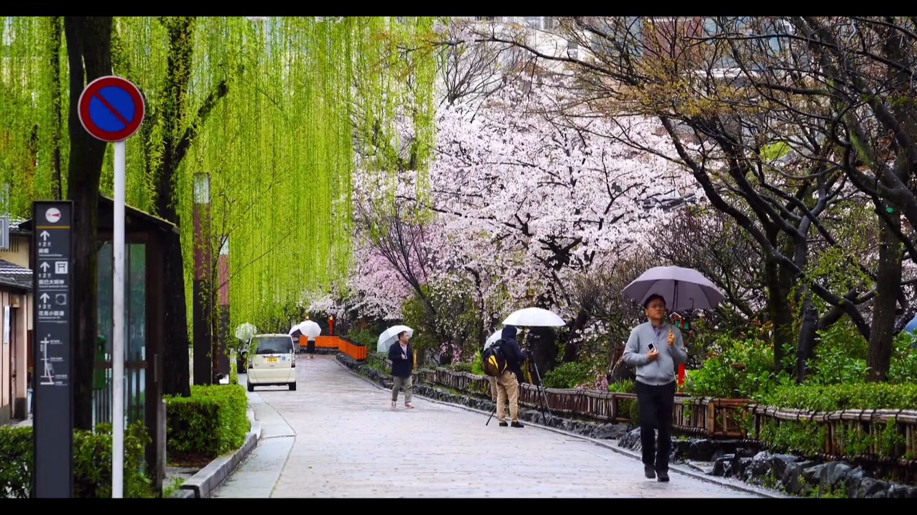 樱花街道