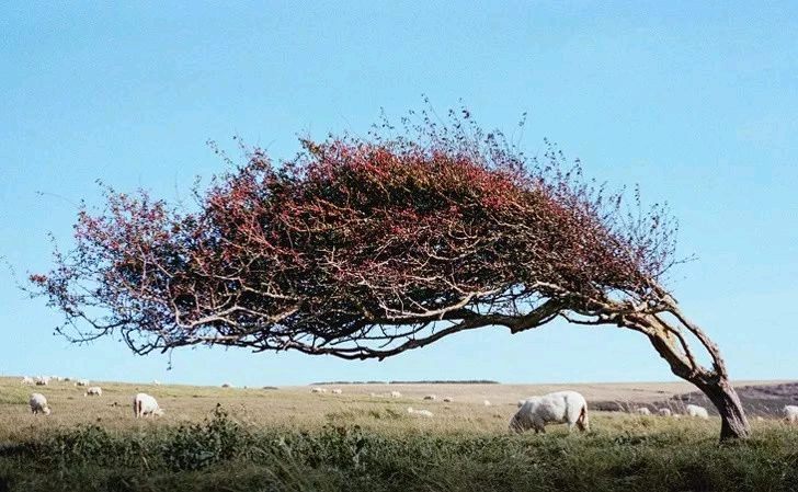 这棵树看起来不合情理的造型是被风吹导致的