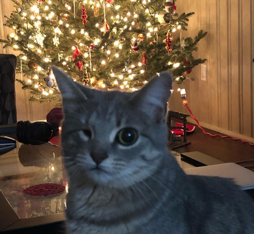 小猫的视频大全1-3岁 61f4afe4ddc251a2cf6cf67b1ca2f0e07fe6f629.png