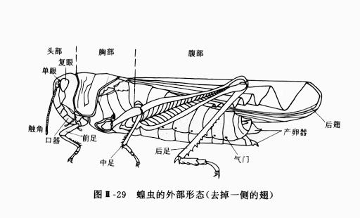 蝗虫集群出动成灾,竟是为了避免被同类吃掉