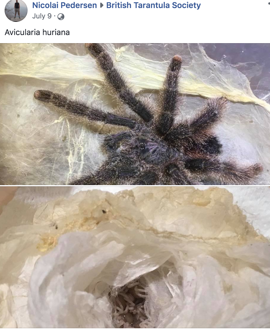难道羊毛粉就是和秘鲁紫粉基本没有区别的品种吗?