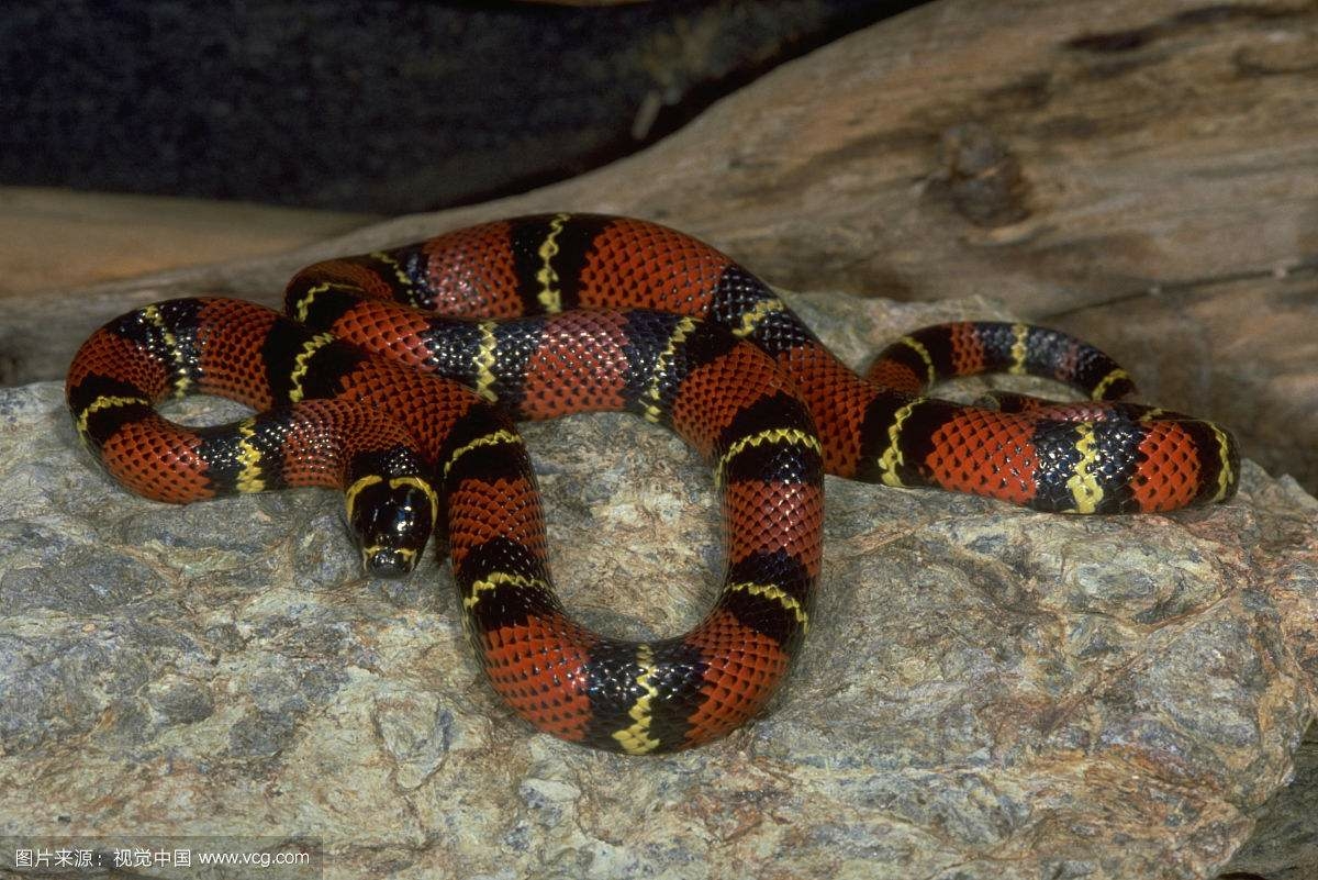 一下奶蛇是什么东西 中文名: 奶蛇 学名: lampropeltis triangulum 科