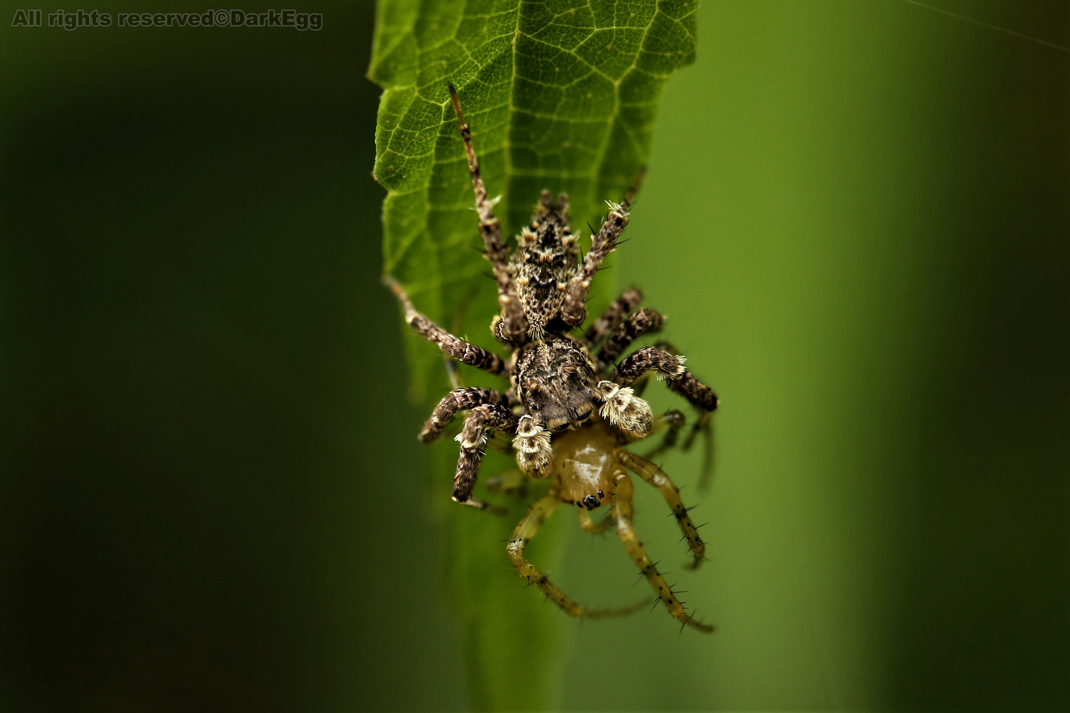 异形孔蛛 portia heteroidea