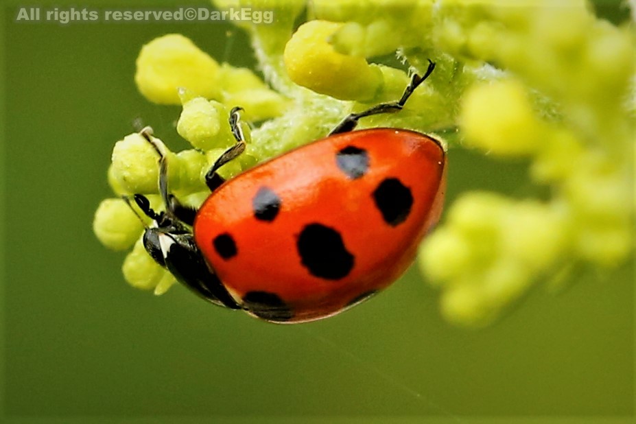 华日瓢虫 coccinella ainu