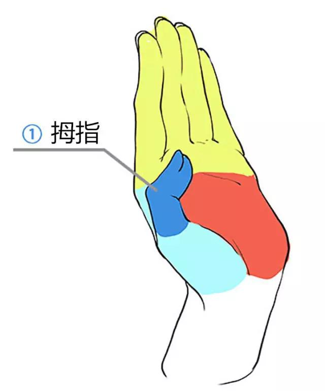 关于手的分区