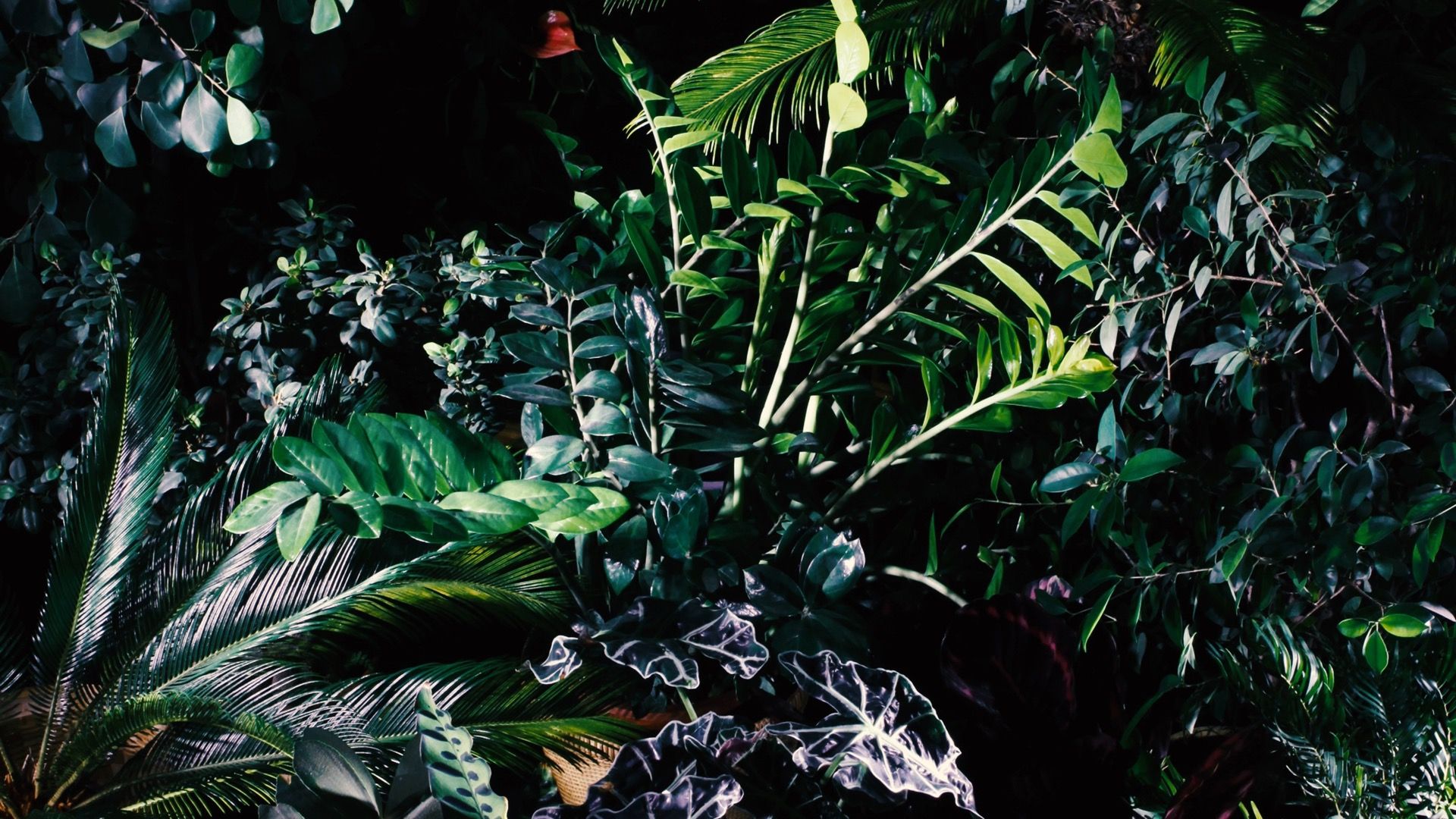 会动的植物都有哪些 63704215521feb57cde70a2d0ed59625c4f5fffd.jpg